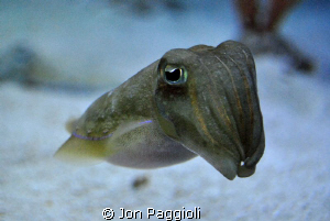 little guy checking me out ! by Jon Paggioli 